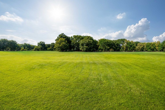 Grassland and sky background New York Central Park Grassland