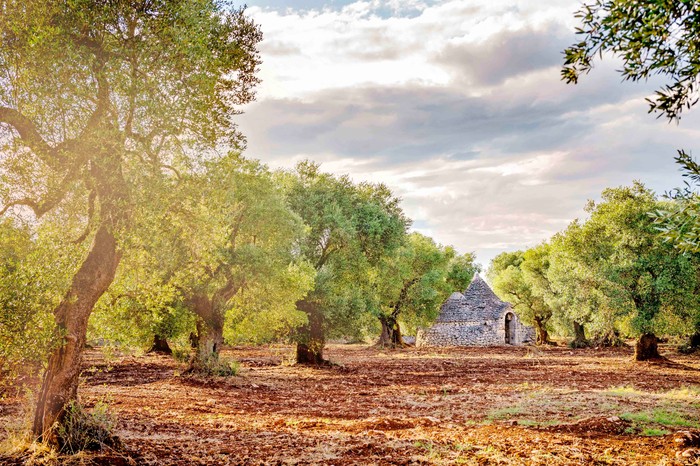 Old olive grove with trulli at sunset in Puglia (Apulia) – Italy