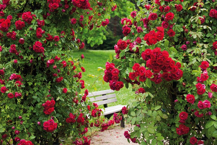 View of rose garden View of rose garden