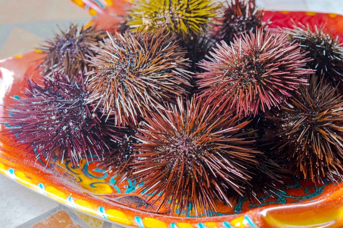 sea urchins